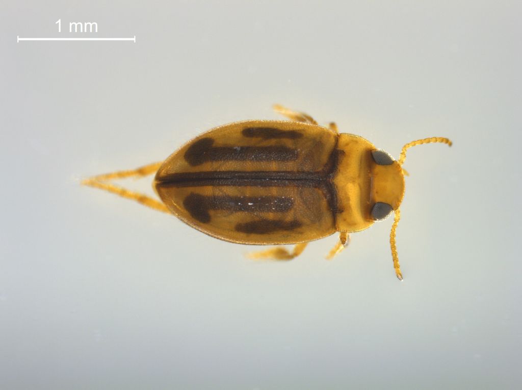 Hydroglyphus hamulatus